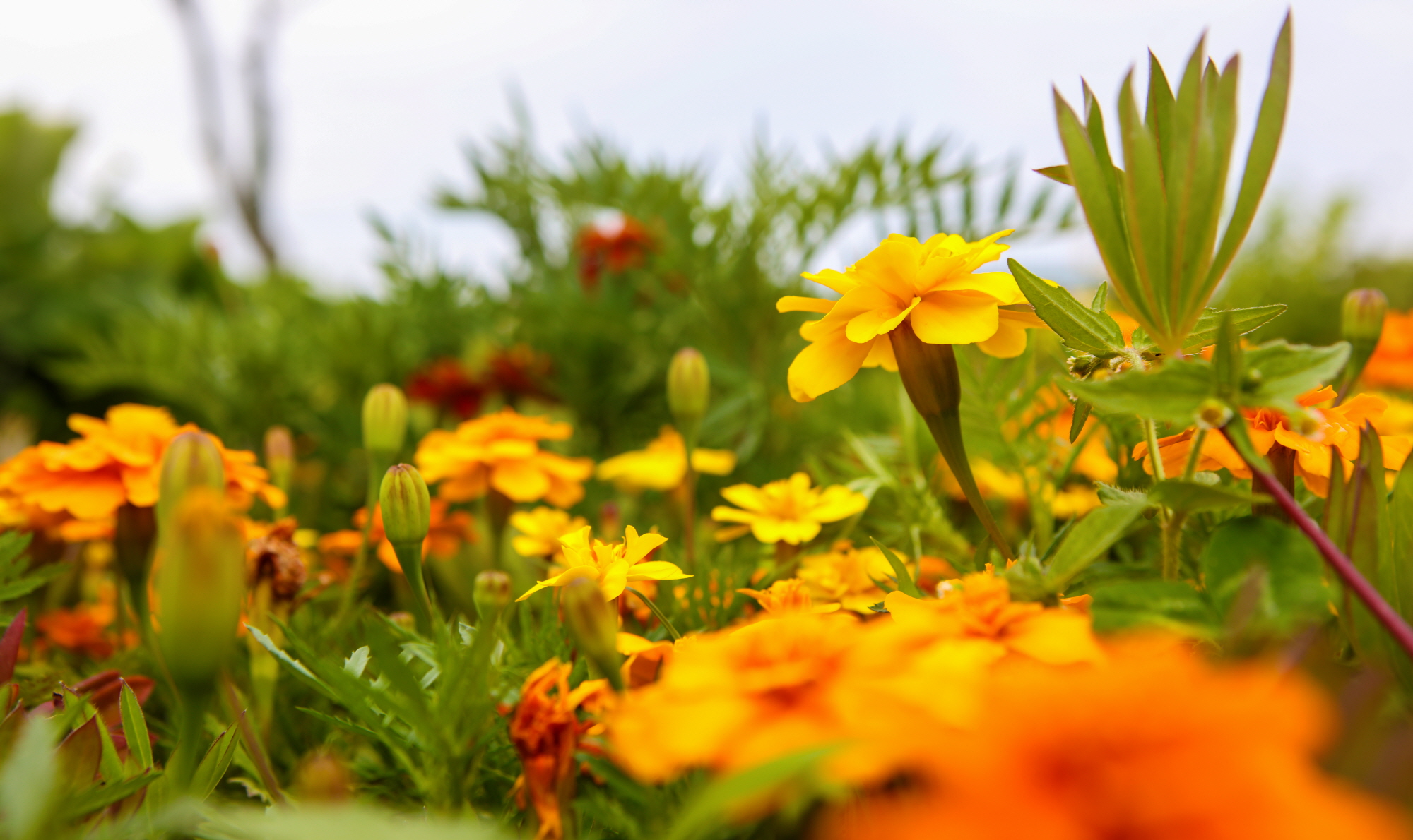 ������Ǫ���ٴ�